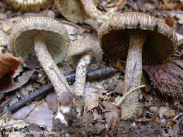 Image result for Inocybe hystrix