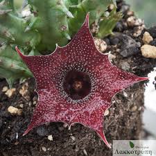 Image result for Huernia kirkii
