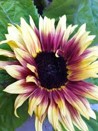 View this post on instagram. Pin On Sunflower