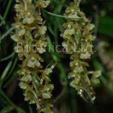 Image result for Angraecum distichum