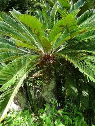 They were very common in the mesozoic era, the age of the dinosaurs, and are still living, but are now much less common. Cycads Living Fossils With A Deadly Twist The Japan Times