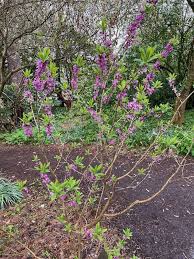 Image result for Daphne mezereum
