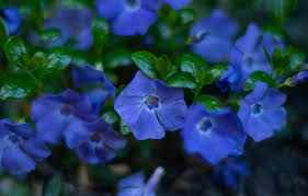 We hope you enjoy our growing collection of hd images to use as a background or home screen for your. Wallpaper Macro Blue Periwinkle Images For Desktop Section Cvety Download