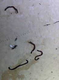 Vor allem für kleinere wohnung sind singleküchen aus. 7 Grossartig Kleine Schwarze Wurmer In Der Kuche Di 2020