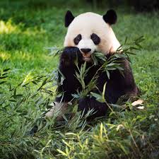 It takes 28 pounds of bamboo to satisfy a giant panda's daily dietary needs, and it. The Miracle Of Breeding A Panda Cub During A Pandemic The New Yorker