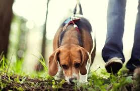 Here are the best pet sitters near you. In Home Pet Sitting Dog Walking Loveland Co
