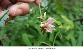 Image result for Abrus fruticulosus