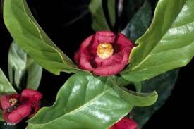 Image result for Psychotria kirkii
