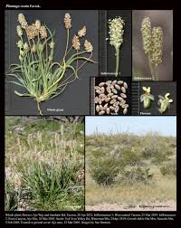Image result for Plantago