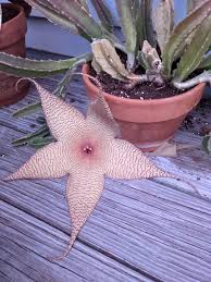 Image result for Stapelia gigantea