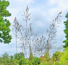 Image result for Chrysopogon