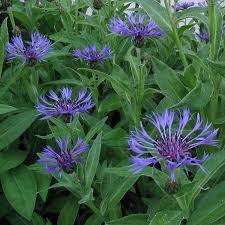 Image result for Centaurea praecox
