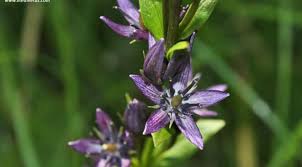 Image result for Swertia