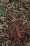 Image result for Kalanchoe brachyloba