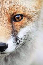 A Mediter Longuement Fox Animal Photography Animals Beautiful