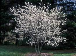 Trees such as bradford pears (pyrus calleryana bradford), maidenhair tree, tree of heaven and chinese chestnut provide beautiful foliage or flowers, but the offensive odors emitted by. Google Image Result For Http Www Oardc Ohio State Edu Gdd Photo Apple Service Edible Landscaping Flowering Trees Shade Trees