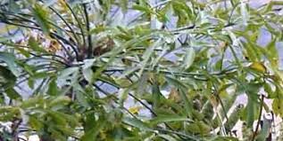 Image result for Cussonia sessilis