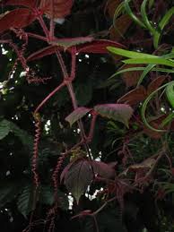 Image result for Cyphostemma abercornense