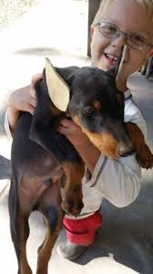 Maybe you would like to learn more about one of these? Doberman Pincher Pups Ears Cropped Tails Docked Akc Registered For Sale In Trinity North Carolina Classified Americanlisted Com