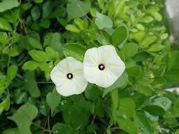 Image result for Ipomoea obscura