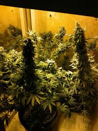 Beautiful 400w hps grow light spl 400w 600w 1000w watt grow light kit hps mh air cooled hood set ideas source:picclick.com. 1st Grow In My Garage Auto Northern Lights In Grow Box Under 400w Hps 5 35 Oz Harvest Pestujte Jednoduse