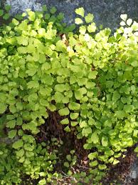 Image result for Adiantum vogelii