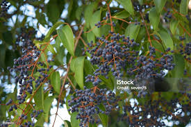 Image result for Ligustrum lucidum