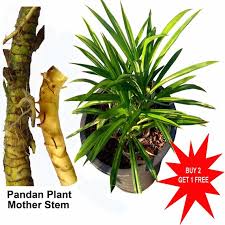 Image result for Pandanus odoratissimus
