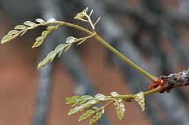 Image result for Burkea africana