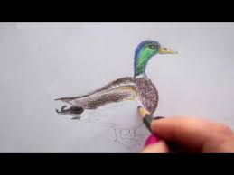 Ente Zeichnen Lernen Vogel Malen How To Draw A Duck Bird Kak Narisovat Utku Youtube