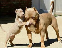 Bully Pitbull Pitbull Dog Puppy Cute Animals Pitbull Dog