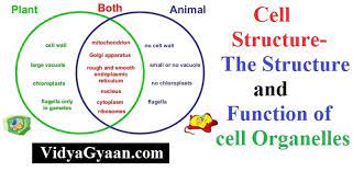 Maybe you would like to learn more about one of these? Cell Structure The Structure And Function Of Cell Organelles Vidyagyaan