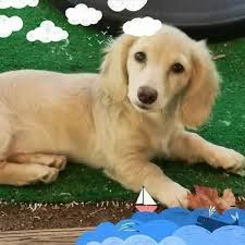 Cream Dachshunds Only Group