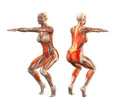 Utthita Utkatasana Anatomy Yoga Pinterest Yoga And Anatomy Yoga Anatomy Yoga Asanas Yoga Muscles