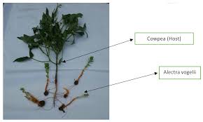 Image result for Alectra vogelii