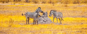 Maybe you would like to learn more about one of these? Zebras Standing And Watching In Okavango Delta In Dry Season Moremi Game Reserve Botswana Africa Stock Photo Image Of Grassy Plain 104907850