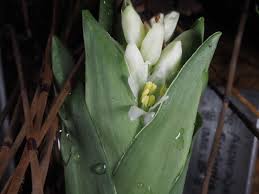Image result for Eucomis autumnalis
