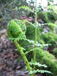 Feb 25, 2020 · fiddlehead ferns are especially high in vitamin a, which helps organs like the heart and lungs function properly; Foraging Fiddleheads Urban Huntress