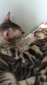 Search through thousands of cats for sale and kittens for sale adverts near me in the usa and europe at animalssale.com. Bengal Cats Saudi Arabia Home Facebook