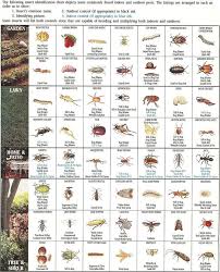 Insect Identification Chart Garden Insects Insect