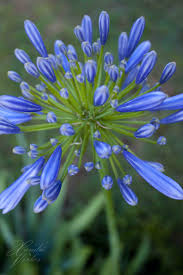 Pin On Agapanthus Photo And Art