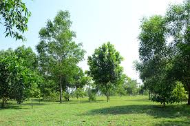 Masih berdasarkan prasasti talang tuwo, maka saya menduga makanan pokok masyarakat sriwijaya adalah tepung sagu. Pokok Merawan Siput Jantan