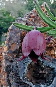 Image result for Stapelia leendertziae