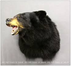 Award Winning Black Bear Shoulder Mount Black Bear Shoulder Mount View 1 Bear Mounts Black Bear Bear