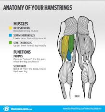 3 Essential Moves For Powerhouse Hamstrings Anatomy Muscle Anatomy Leg Anatomy