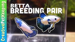 This is a interesting marble betta from thailand. What Happened To My 2020 Betta Breeding Pair Blue Rim Marble Betta Youtube