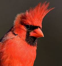 Black And Red Cardinal Bird Pin On Cardinals