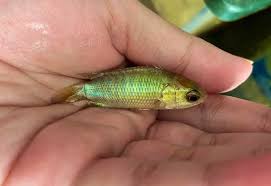 Image result for ikan