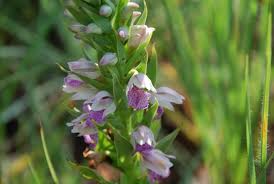 Image result for Brachycorythis conica