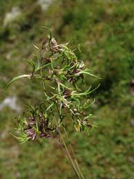 Image result for Danthoniopsis pruinosa